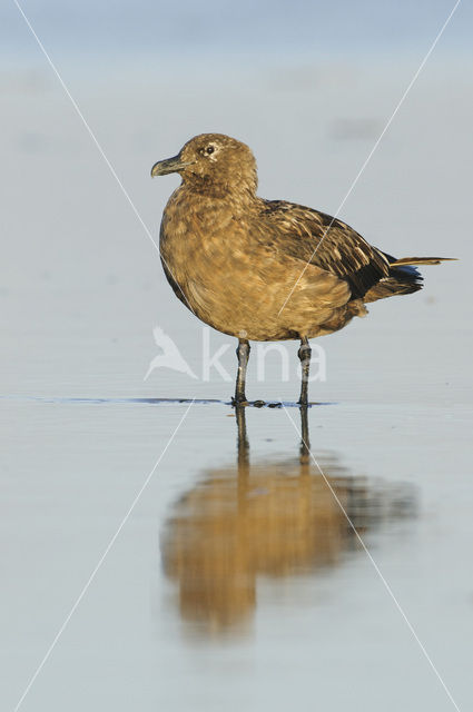 Great Skua (Stercorarius skua)