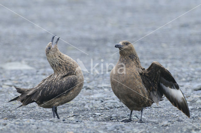 Great Skua (Stercorarius skua)