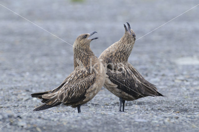 Great Skua (Stercorarius skua)