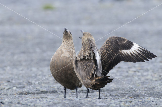 Grote Jager (Stercorarius skua)