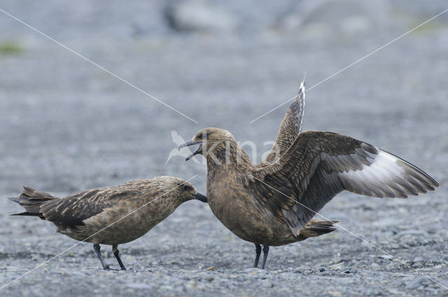 Great Skua (Stercorarius skua)