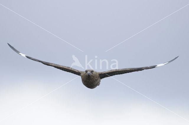 Grote Jager (Stercorarius skua)