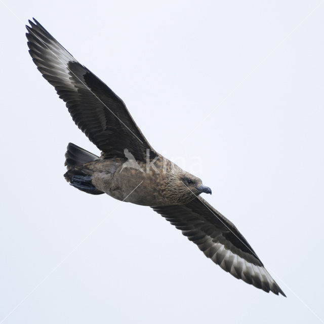 Grote Jager (Stercorarius skua)