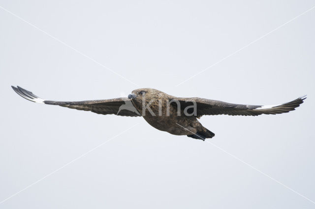 Grote Jager (Stercorarius skua)