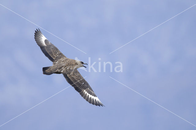 Great Skua (Stercorarius skua)