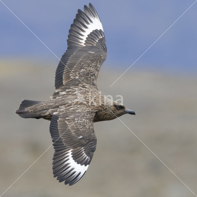 Grote Jager (Stercorarius skua)