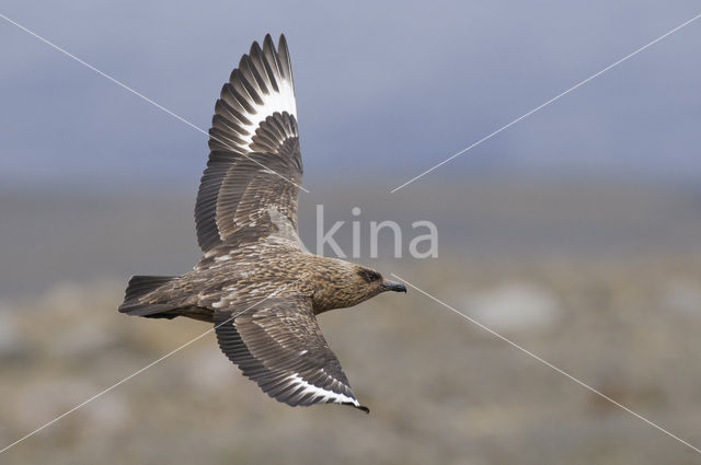 Great Skua (Stercorarius skua)