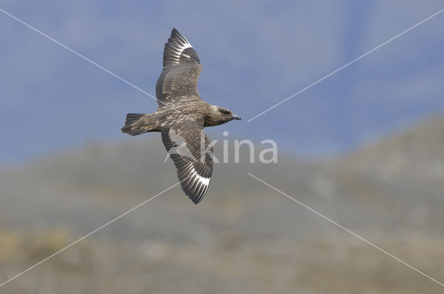 Grote Jager (Stercorarius skua)