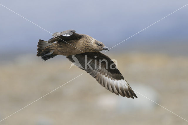 Grote Jager (Stercorarius skua)