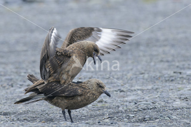 Great Skua (Stercorarius skua)