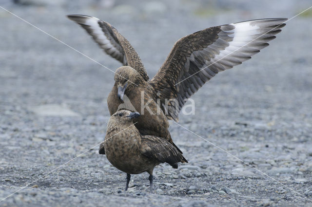 Great Skua (Stercorarius skua)