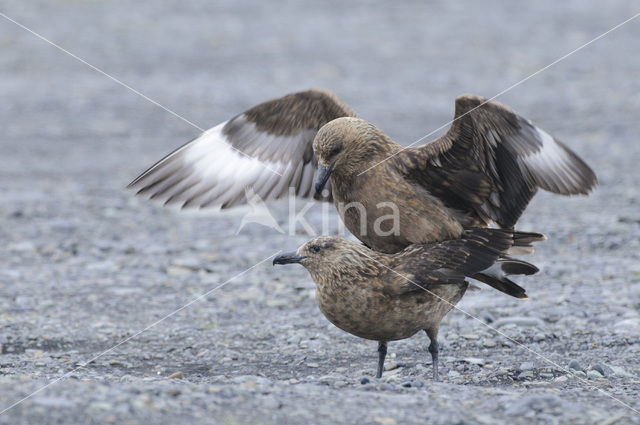 Great Skua (Stercorarius skua)