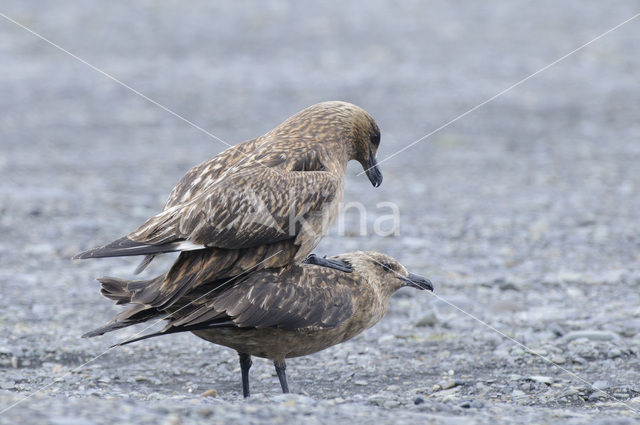 Great Skua (Stercorarius skua)