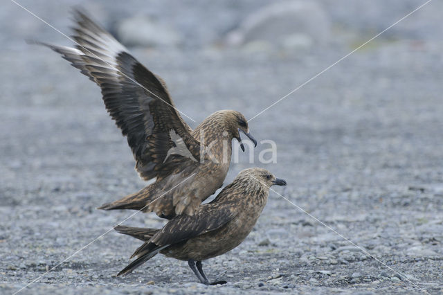 Grote Jager (Stercorarius skua)