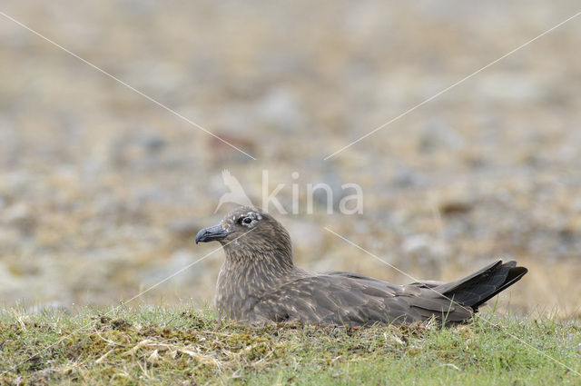 Great Skua (Stercorarius skua)