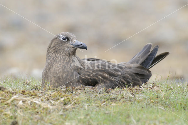 Great Skua (Stercorarius skua)