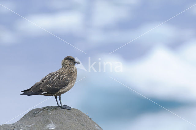 Great Skua (Stercorarius skua)