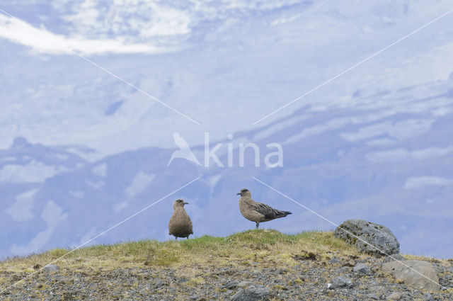 Grote Jager (Stercorarius skua)