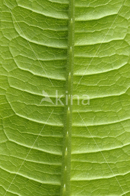 Grote kaardebol (Dipsacus fullonum)