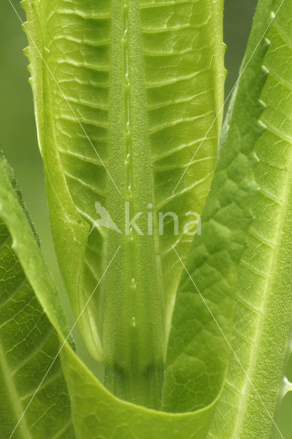 Grote kaardebol (Dipsacus fullonum)