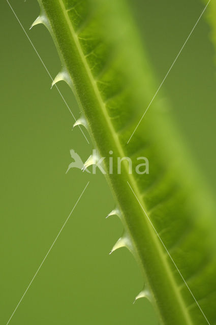 Grote kaardebol (Dipsacus fullonum)
