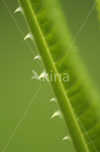 Teasel (Dipsacus fullonum)