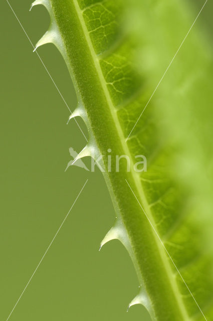 Grote kaardebol (Dipsacus fullonum)