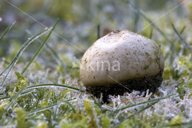 Disciseda bovista