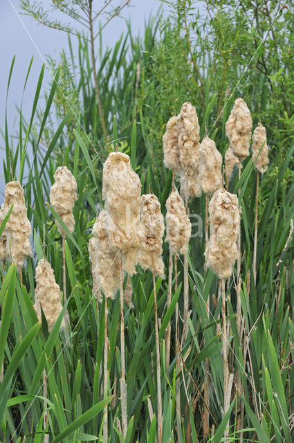 Grote lisdodde (Typha latifolia)