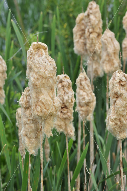 Grote lisdodde (Typha latifolia)