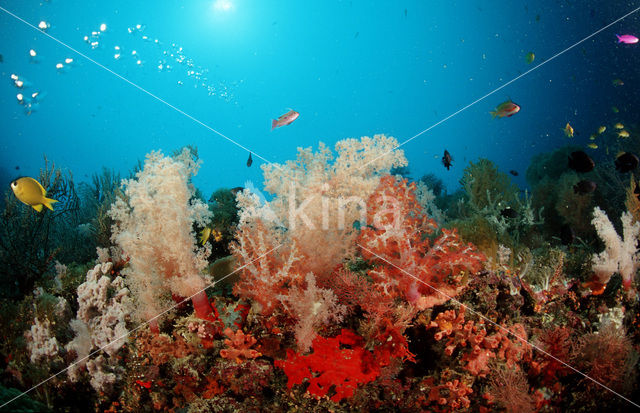 Pacific Ocean