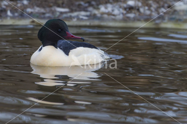 Goosander (Mergus merganser)