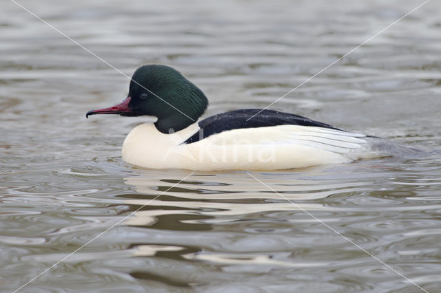 Grote Zaagbek (Mergus merganser)