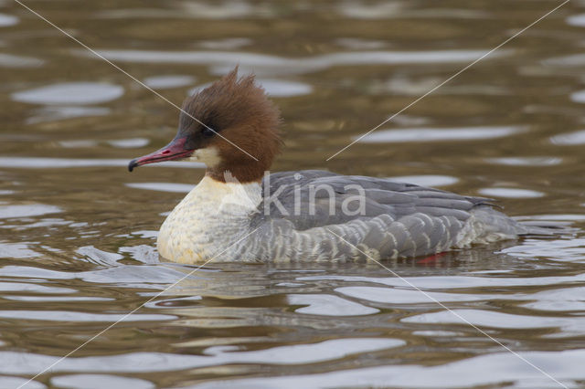 Goosander (Mergus merganser)