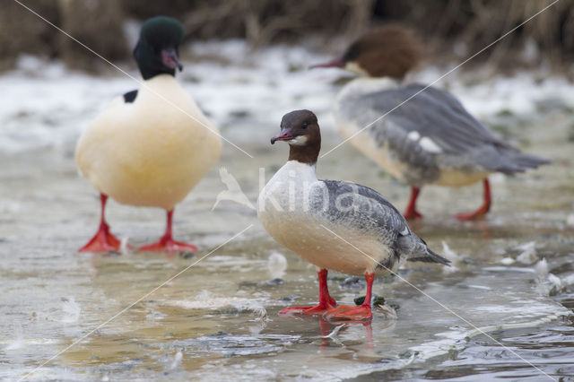 Goosander (Mergus merganser)