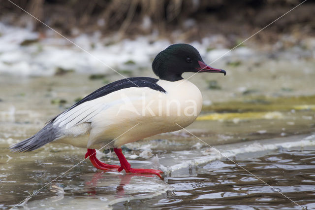 Goosander (Mergus merganser)