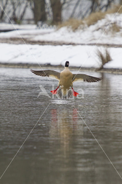 Goosander (Mergus merganser)