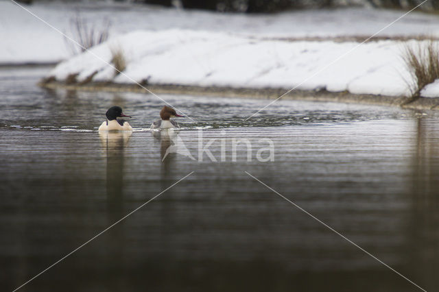 Grote Zaagbek (Mergus merganser)