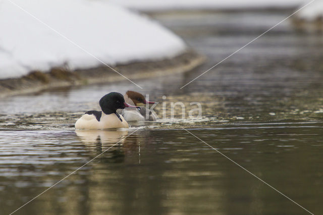 Goosander (Mergus merganser)