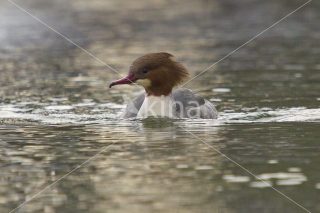 Goosander (Mergus merganser)