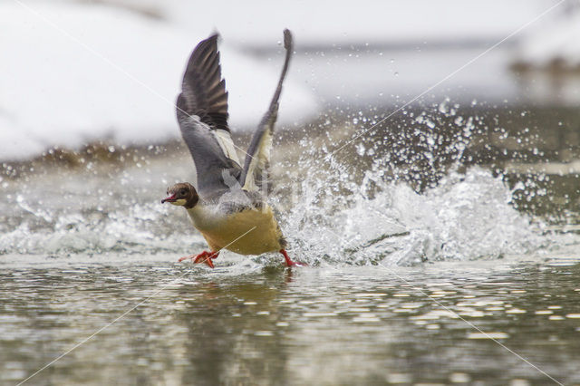 Goosander (Mergus merganser)