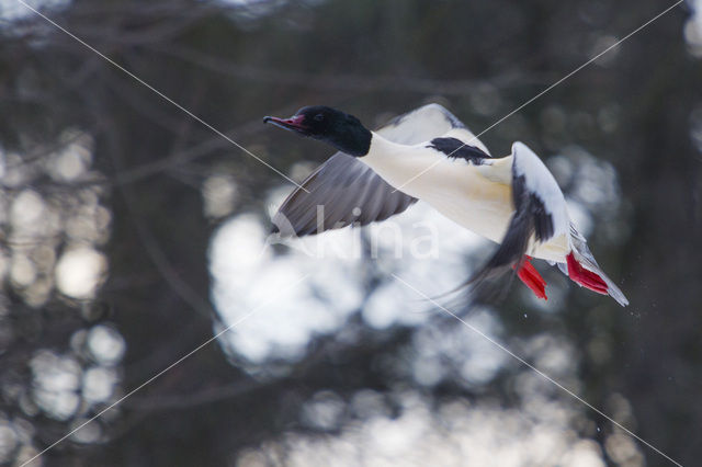 Goosander (Mergus merganser)