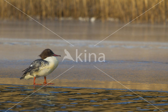 Goosander (Mergus merganser)