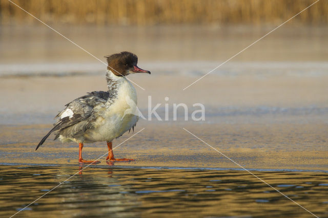 Goosander (Mergus merganser)