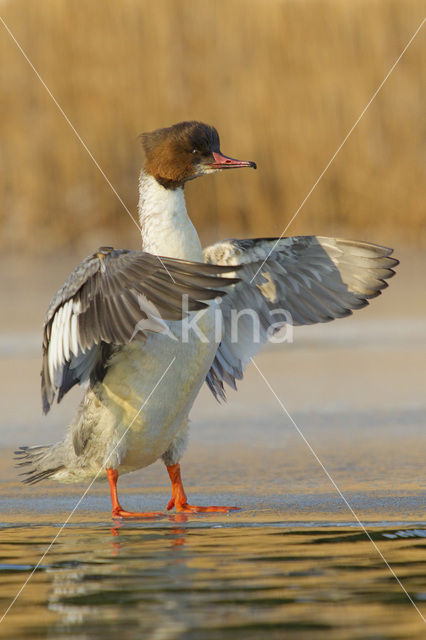 Grote Zaagbek (Mergus merganser)