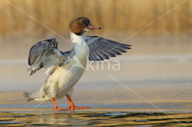 Grote Zaagbek (Mergus merganser)