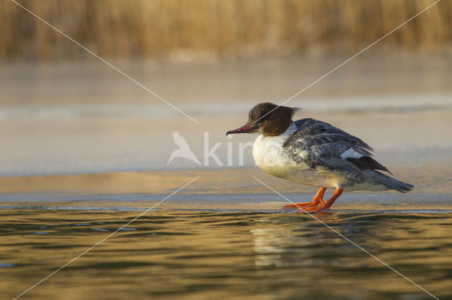 Goosander (Mergus merganser)