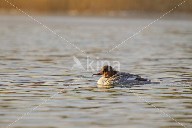 Goosander (Mergus merganser)