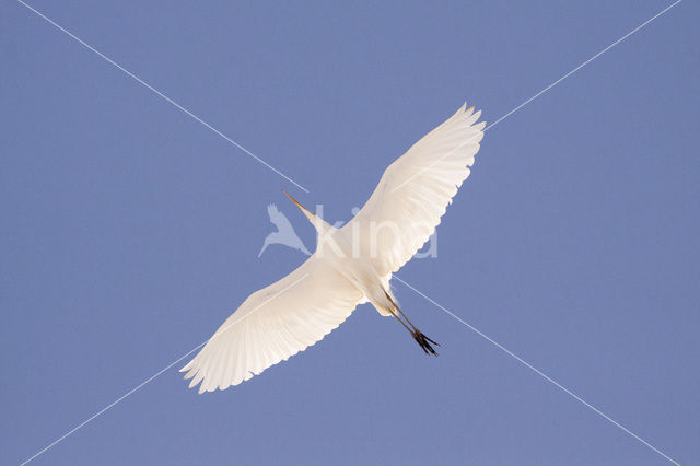 Grote Zilverreiger (Ardea alba)