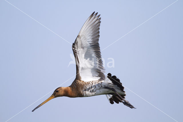 Black-tailed Godwit (Limosa limosa)